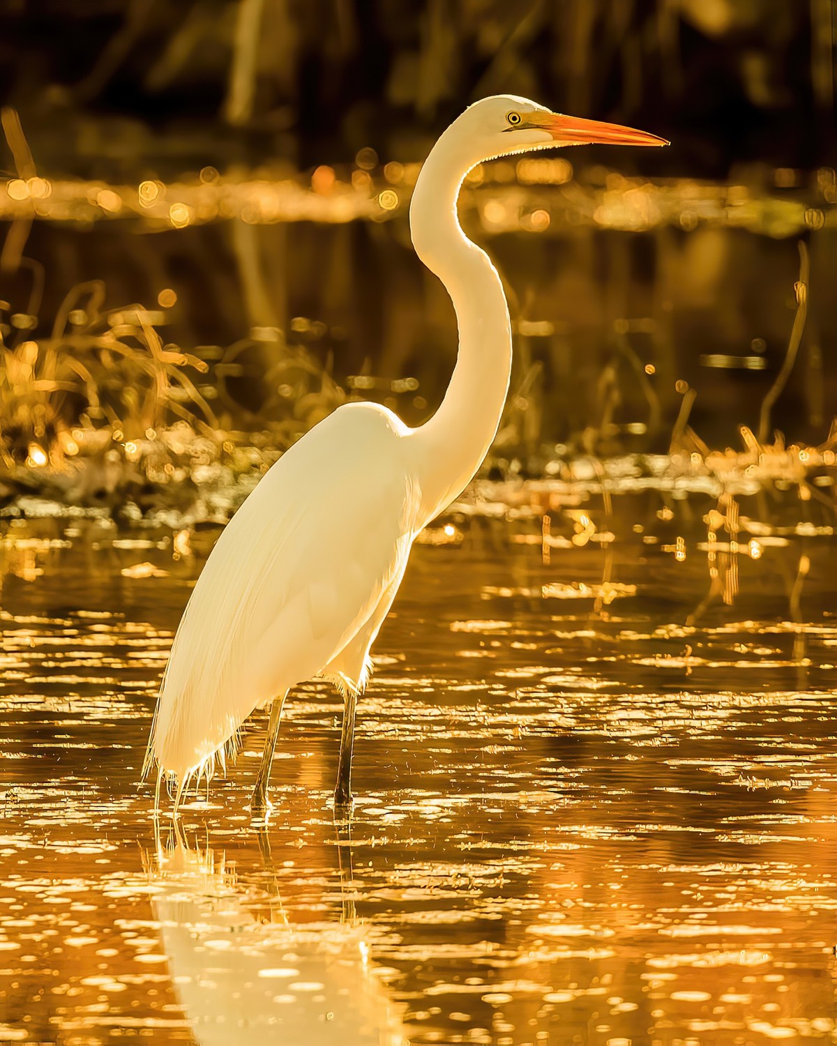 Other Water Birds Texas Photo Man